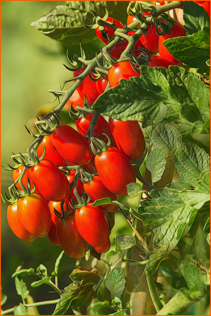 Tomaten-Pomodori-Paradeiser