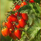 Tomaten-Pomodori-Paradeiser