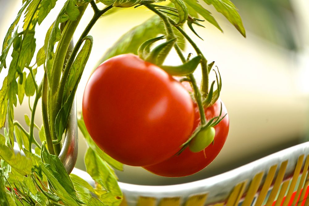 TOMATEN PURE GESUNDHEIT