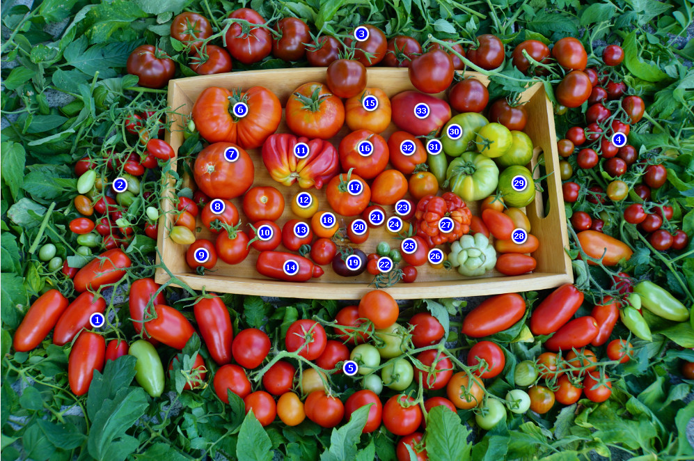 Tomaten-Rätsel 2018 - Auflösung