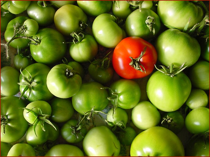 Tomaten sind immer grün.