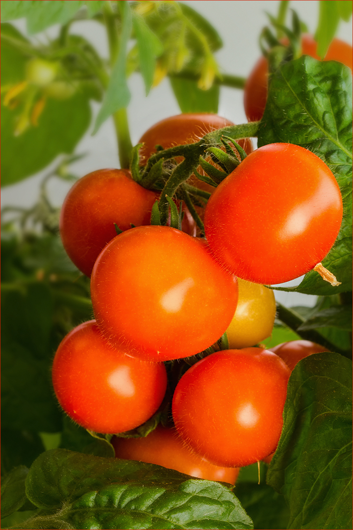 Tomaten ~ Solanum lycopersicum...