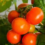 Tomaten ~ Solanum lycopersicum...
