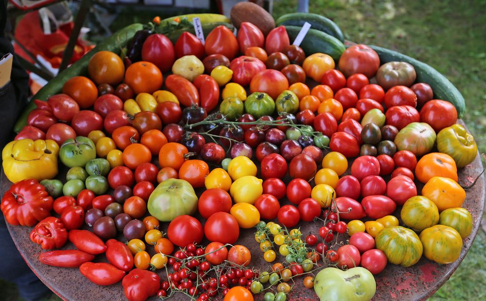 Tomaten Solanum lycopersicum Bunte Vielfalt Foto & Bild pflanzen
