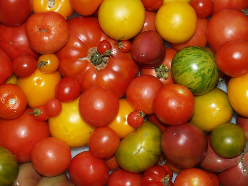 Tomaten - "Sommergruß"