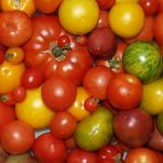 Tomaten - "Sommergruß"