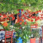 Tomaten tocknen in der Taverne 