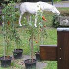 Tomaten und Friedhof