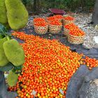 Tomaten und Jakobsfrucht