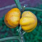 Tomaten-Verwandte