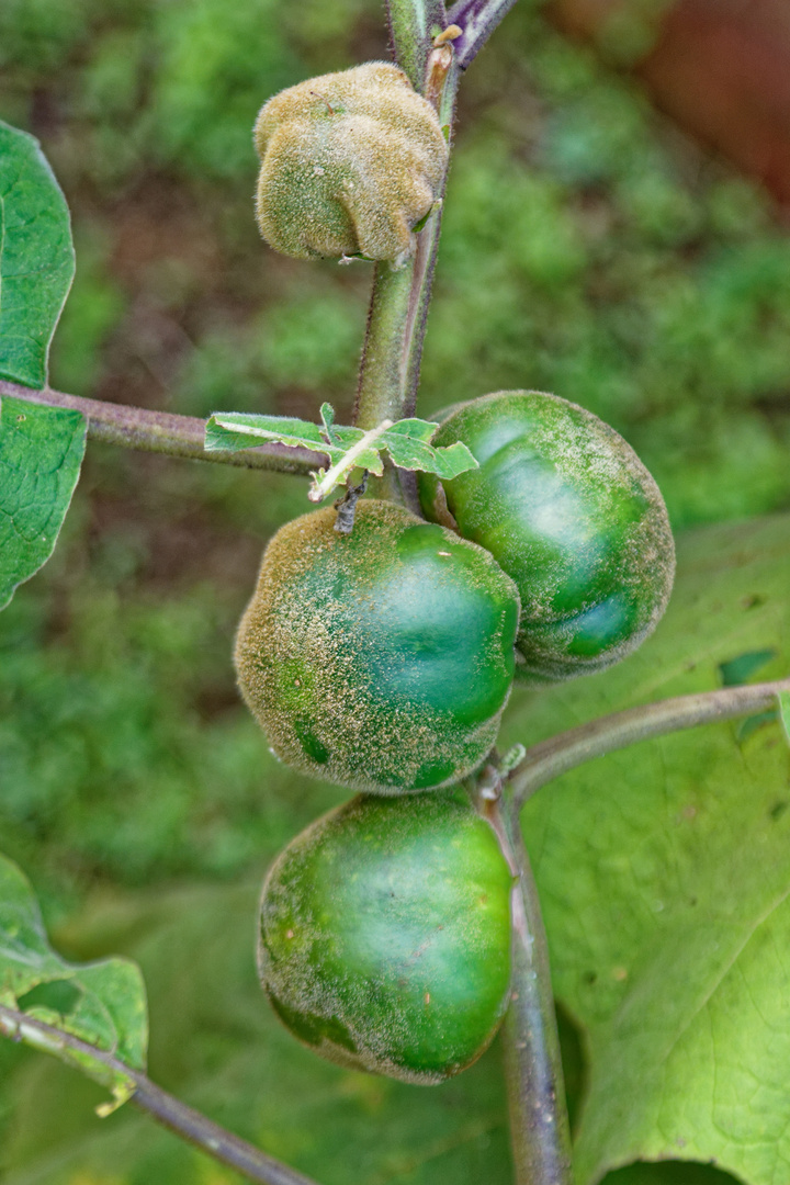 Tomaten-Verwandte_1