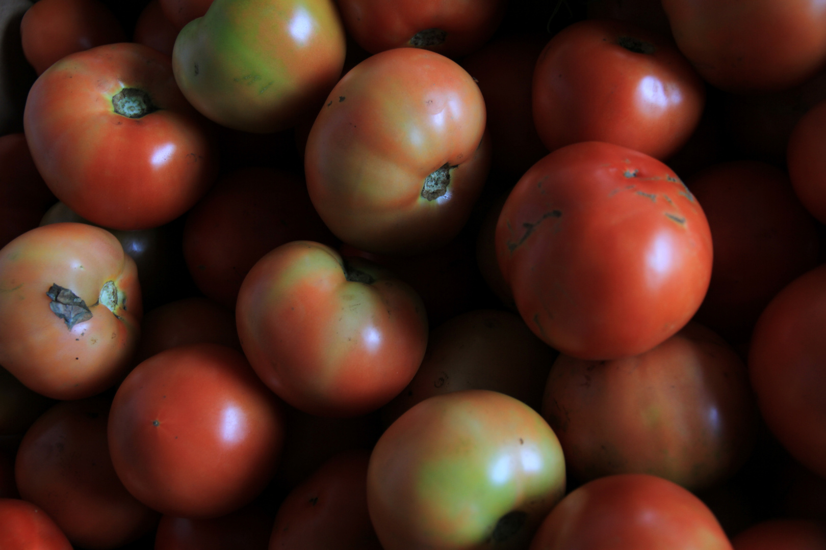 Tomaten vom Bauern