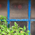 Tomaten vor Blau