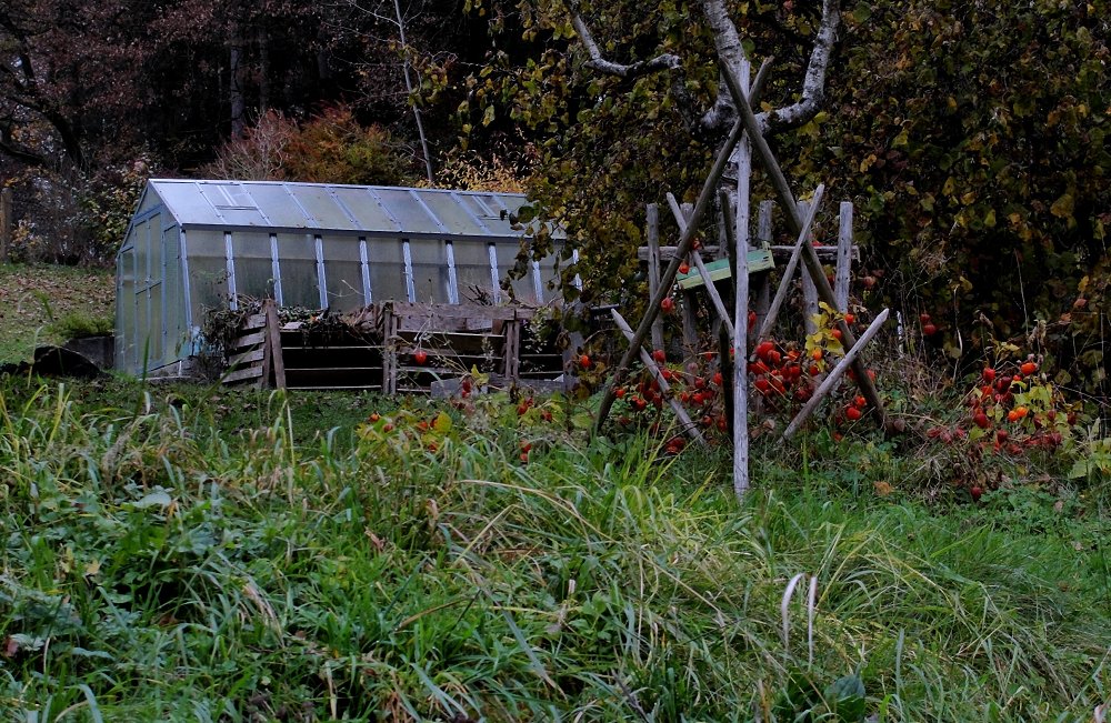 Tomaten vor den Augen