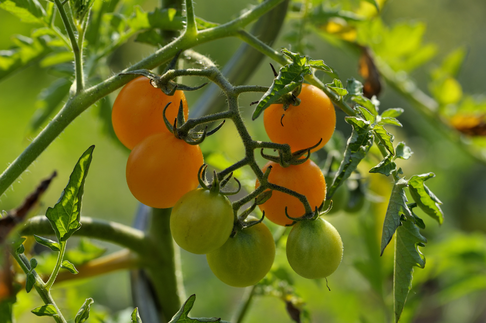 Tomaten wachsen auch hier....