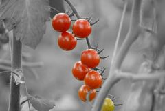 Tomaten werden rot