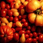 tomaten_1