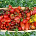 Tomaten2017_01