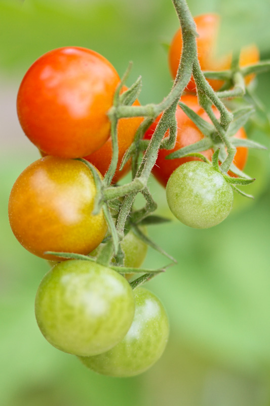 Tomatenampel