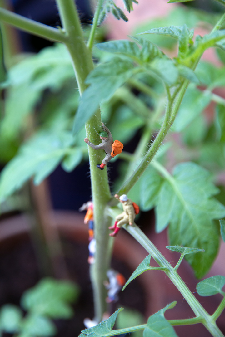 Tomatenbesteigung