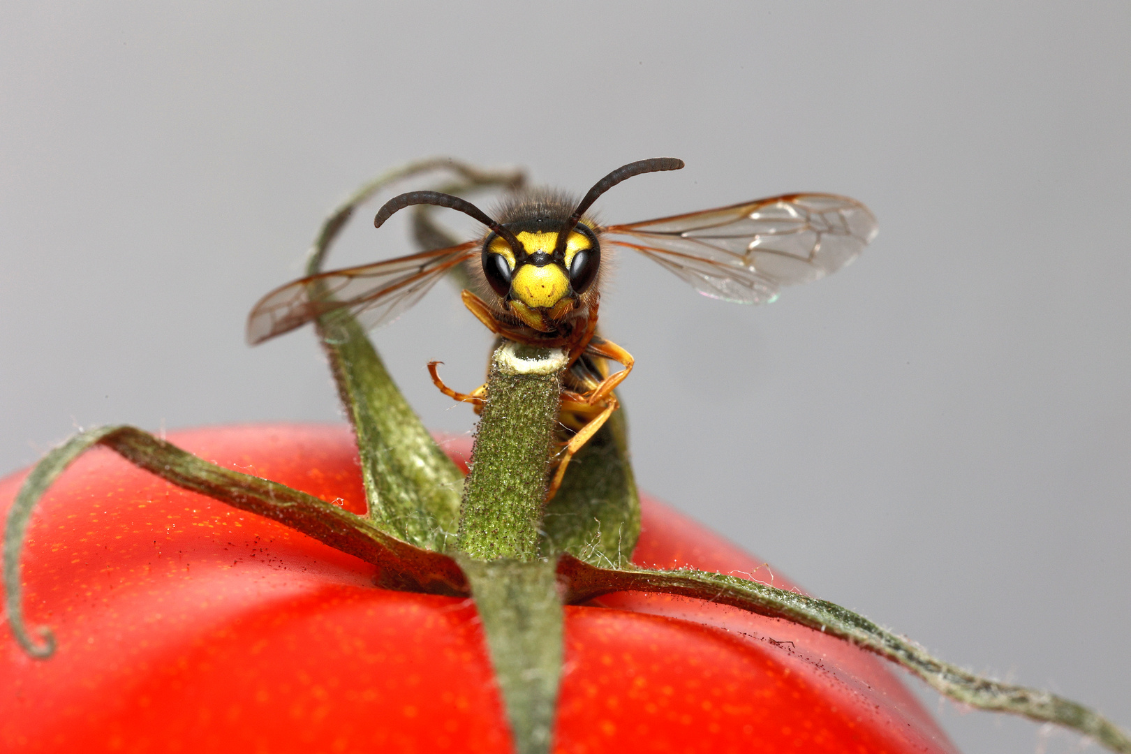 Tomatenbiene