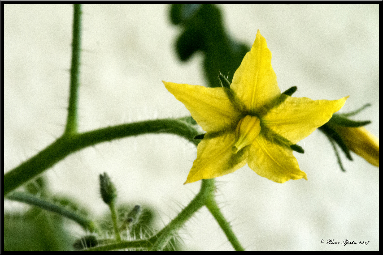 Tomatenblüte