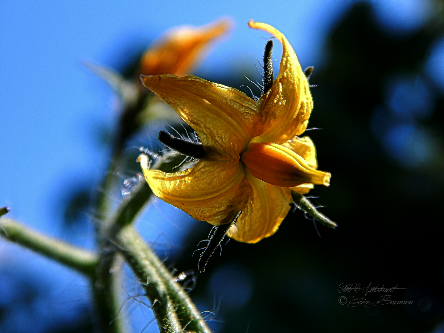 Tomatenblüte