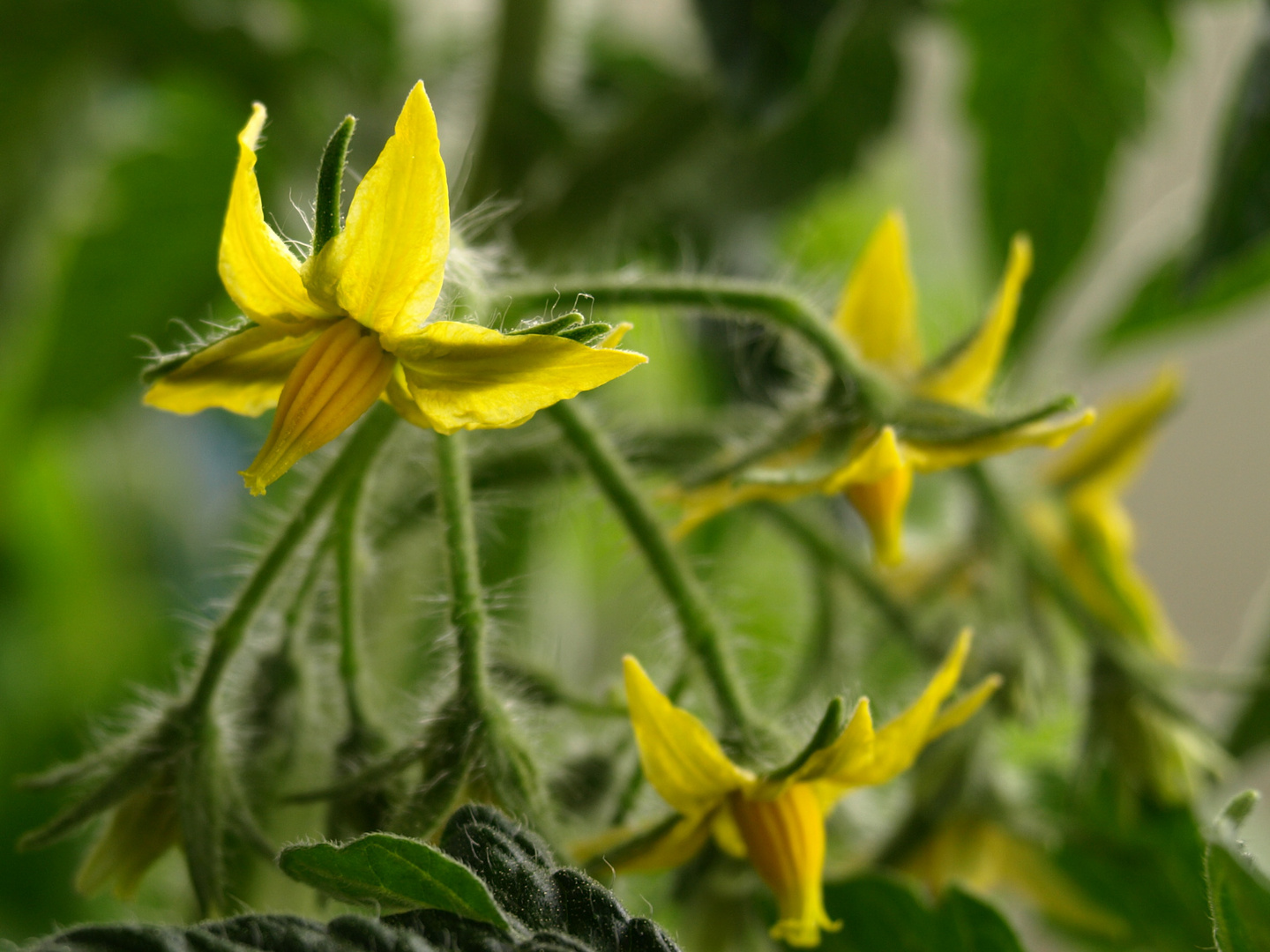 Tomatenblüte