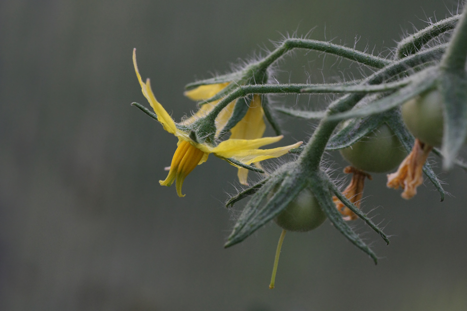 Tomatenblüte