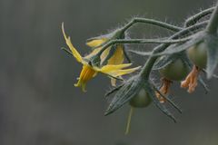 Tomatenblüte