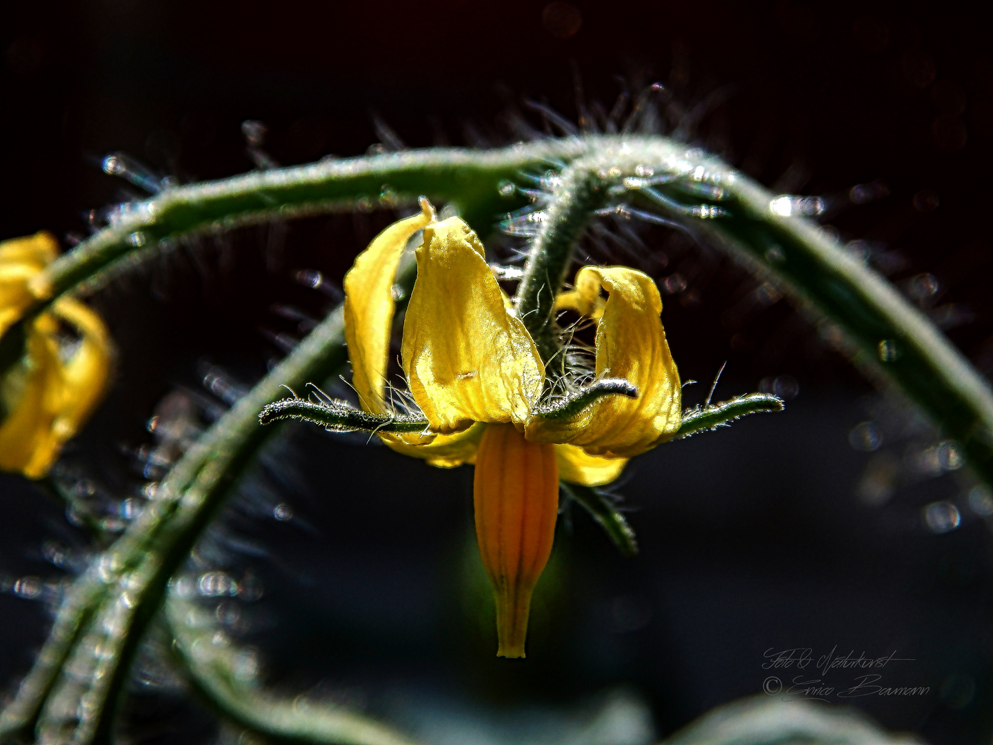 Tomatenblüte