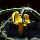 Tomatenblüte