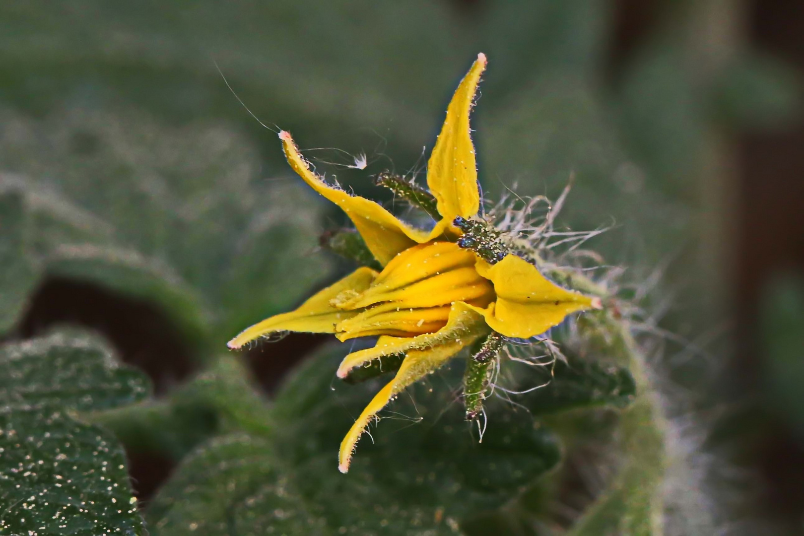 Tomatenblüte