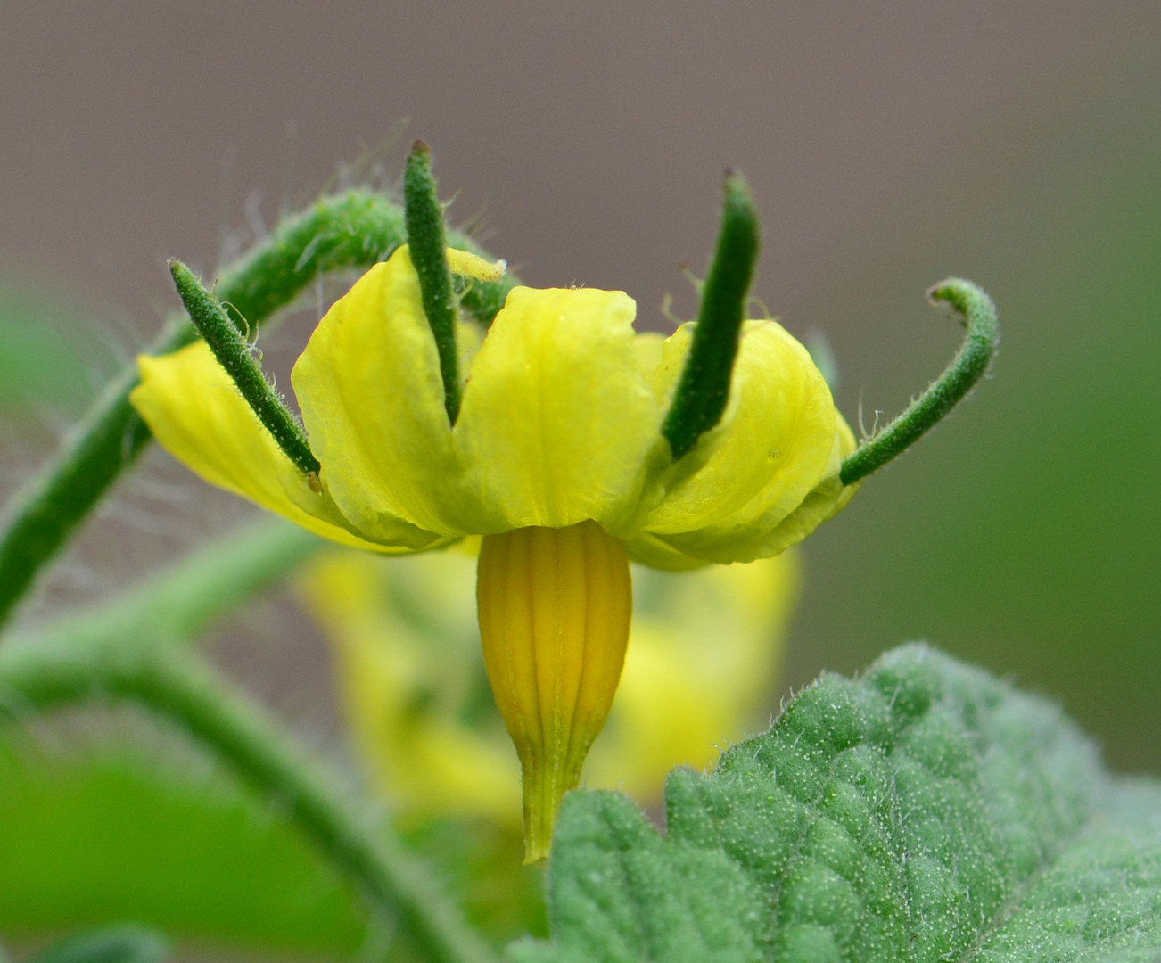 Tomatenblüte