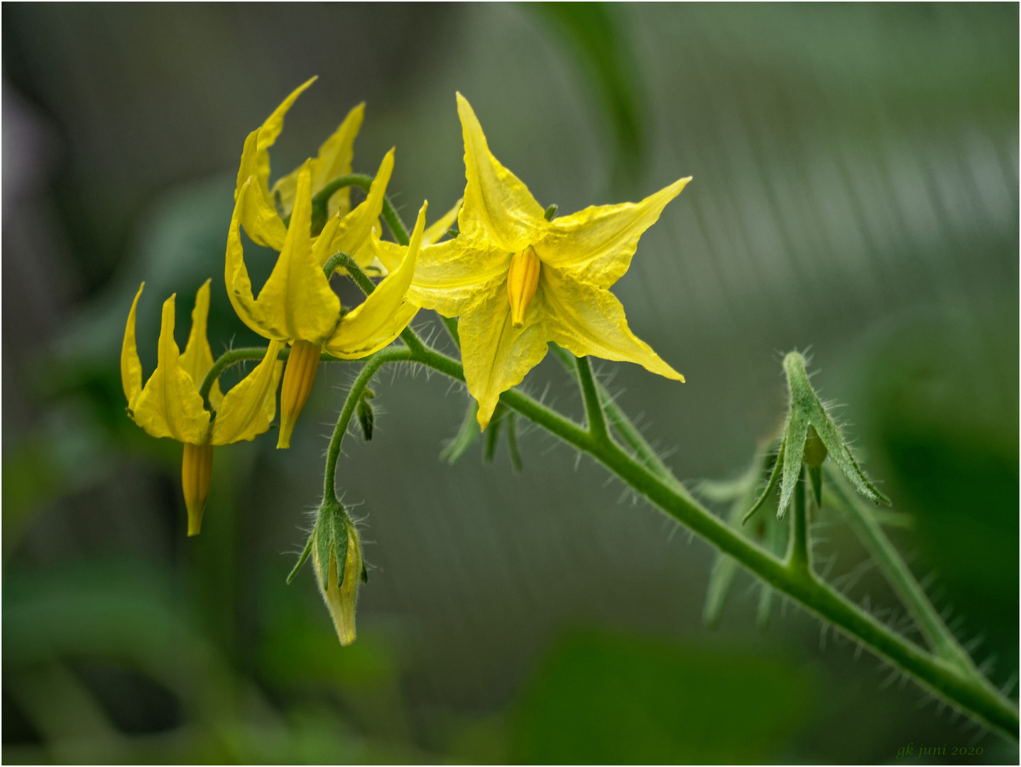 Tomatenblüte