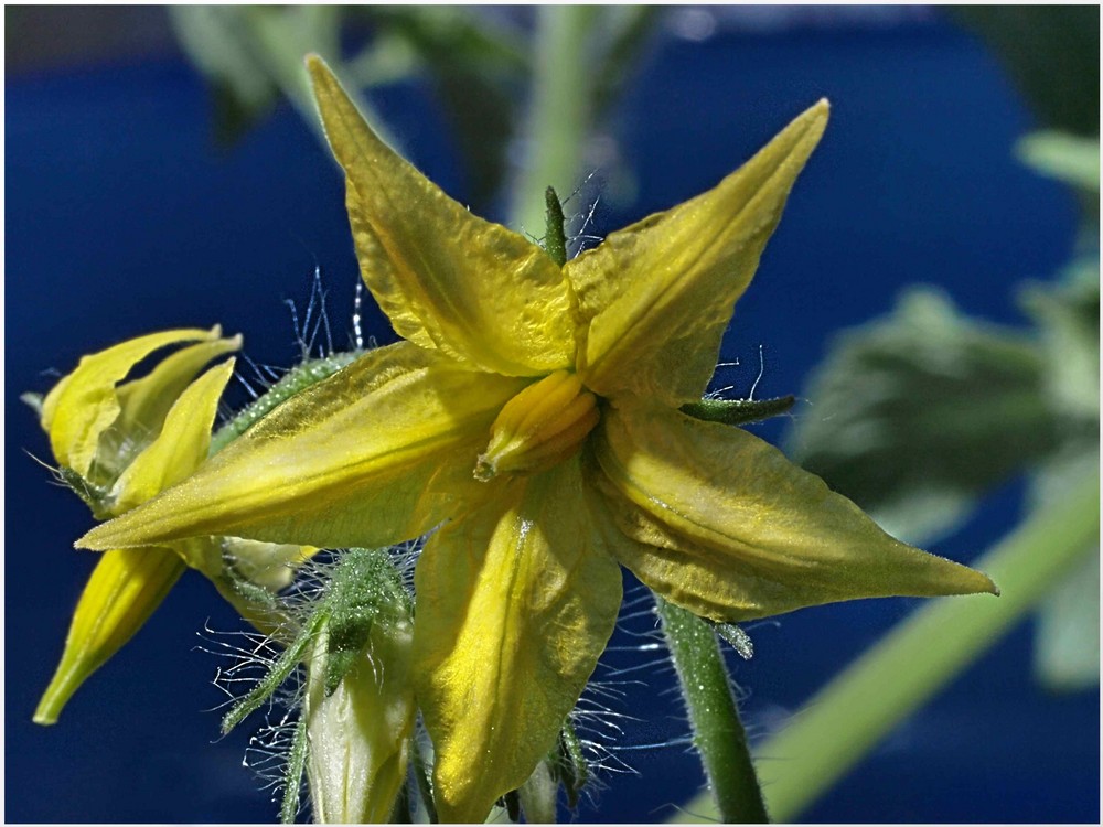 Tomatenblüte