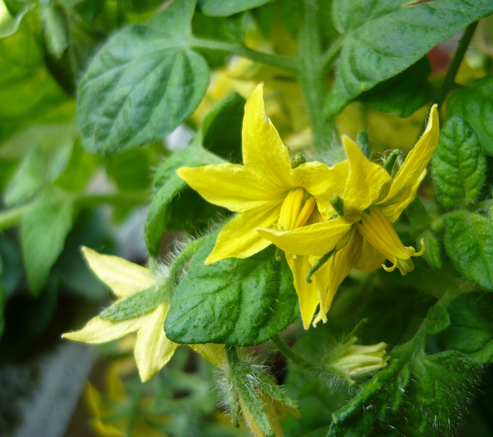 Tomatenblüte