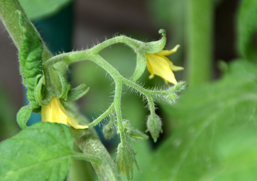 Tomatenblüte