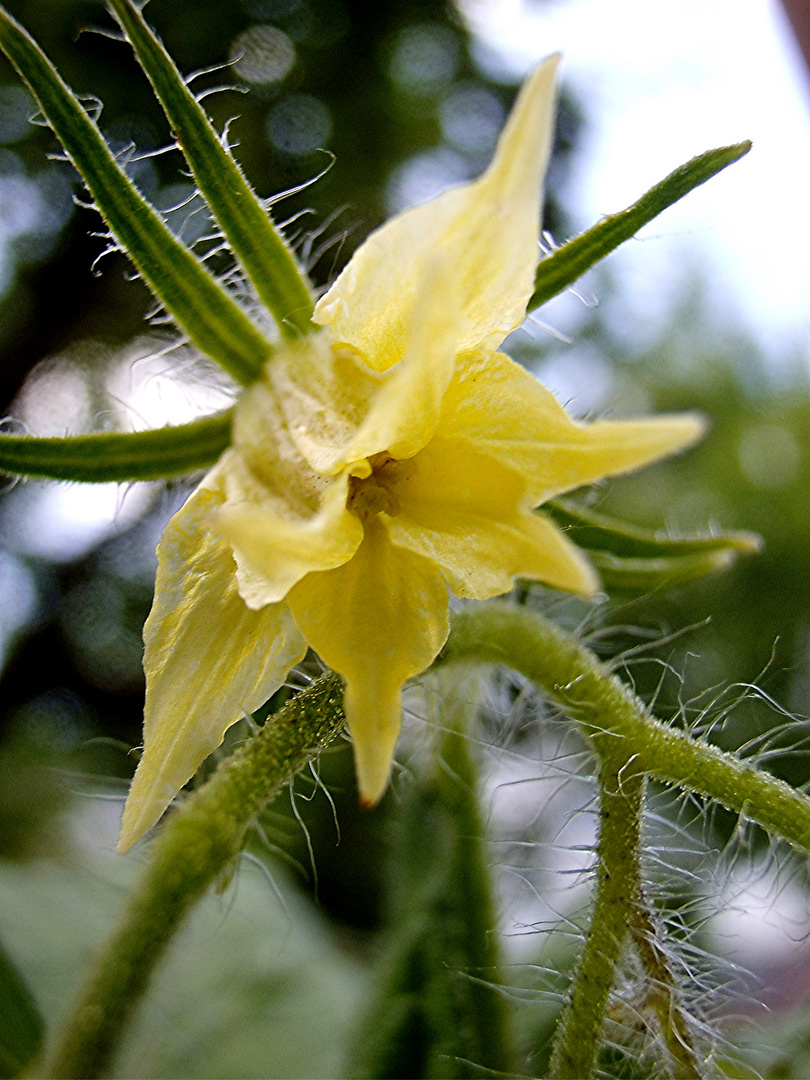 Tomatenblüte