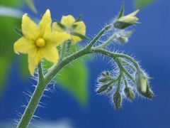 Tomatenblüte