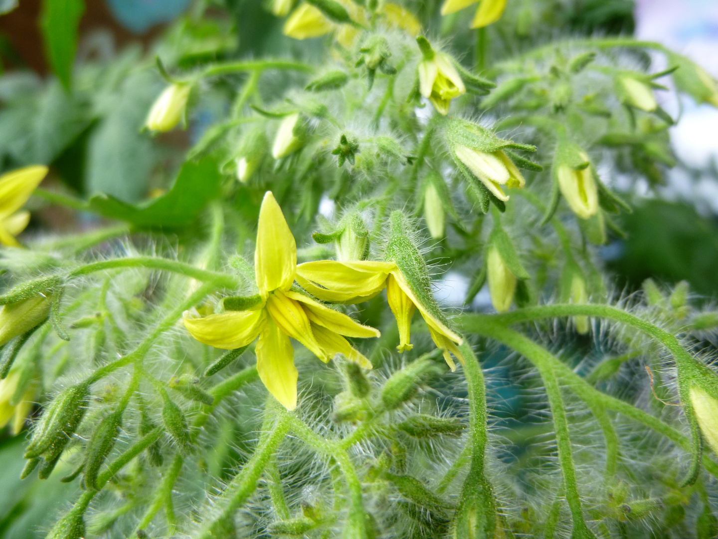 Tomatenblüte