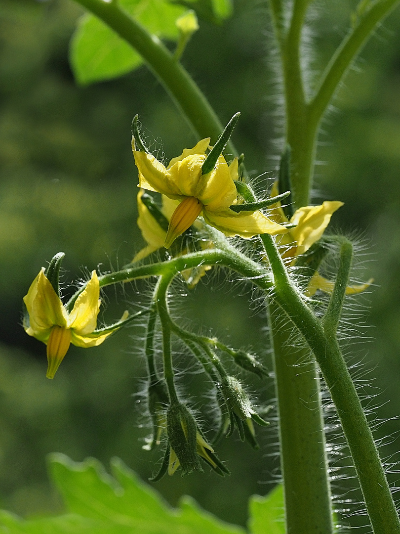 Tomatenblüte