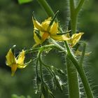 Tomatenblüte