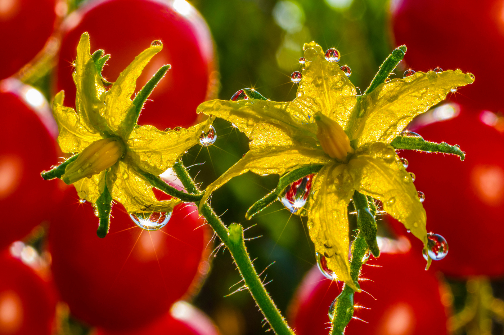 Tomatenblüte mit Tropfen