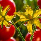 Tomatenblüte mit Tropfen