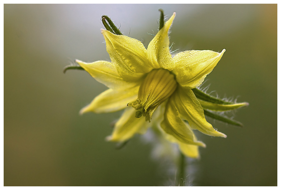 Tomatenblüte, oder ..