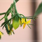 Tomatenblüte und erste Frucht