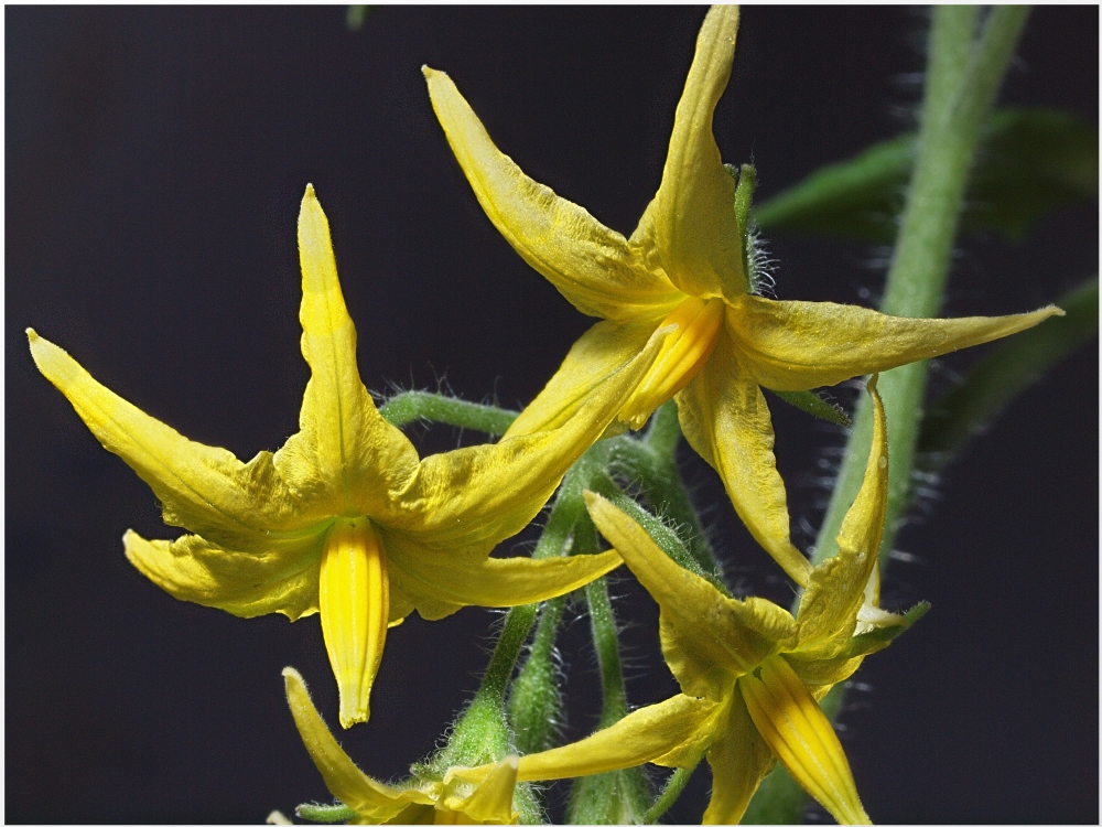 Tomatenblüten 2