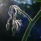 Tomatenblüten