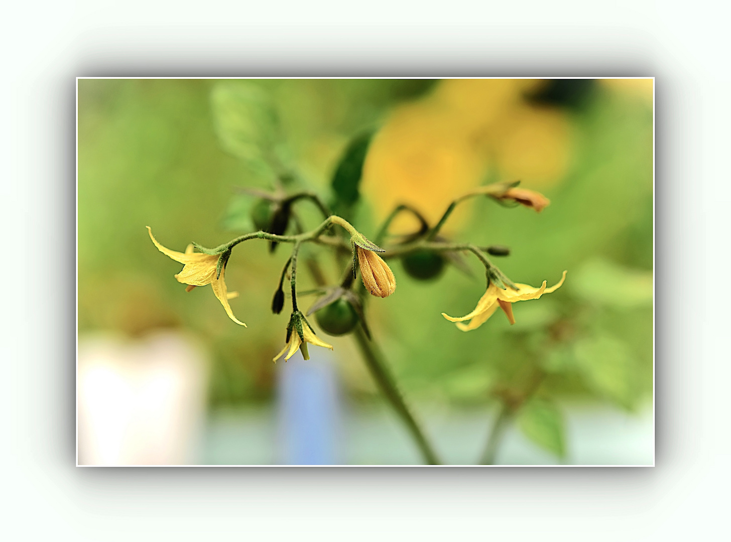 Tomatenblüten